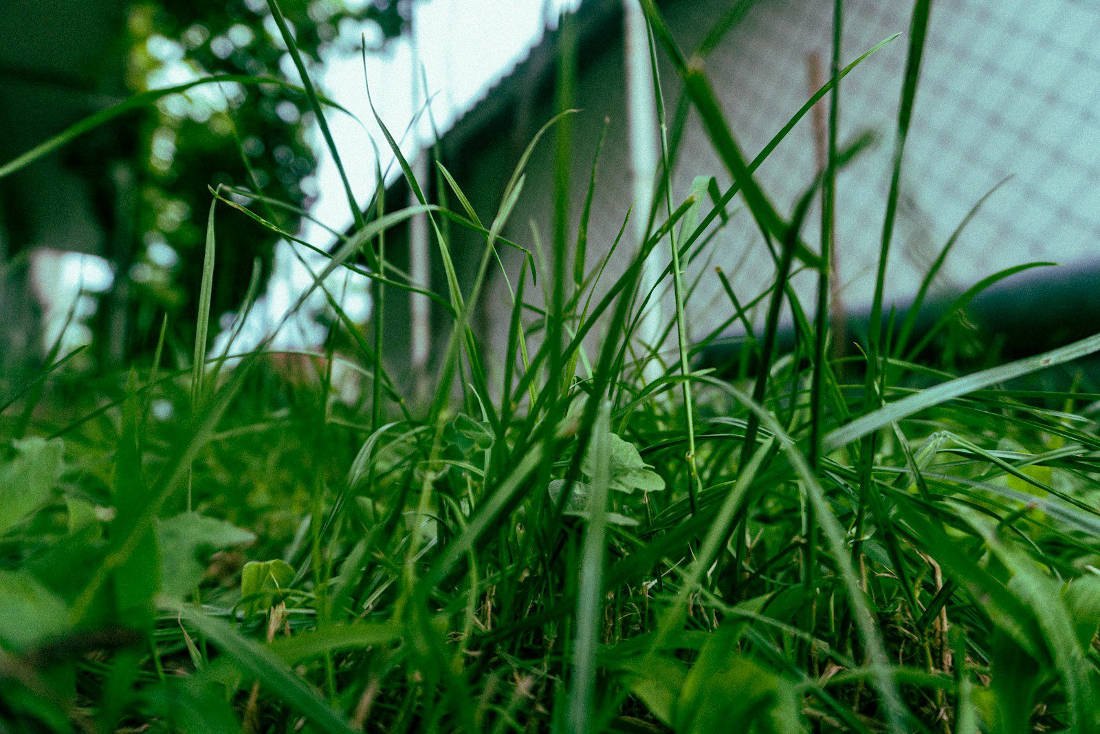 close-up of a green plant