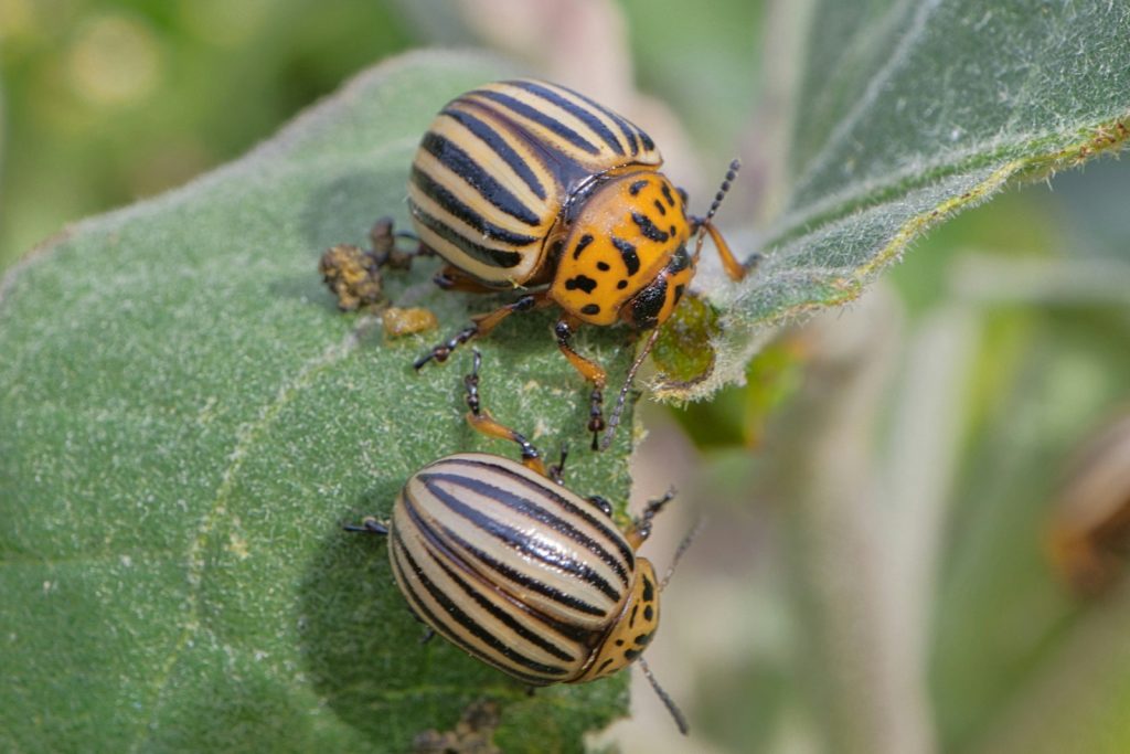 a couple of bugs sitting on top of a green leaf