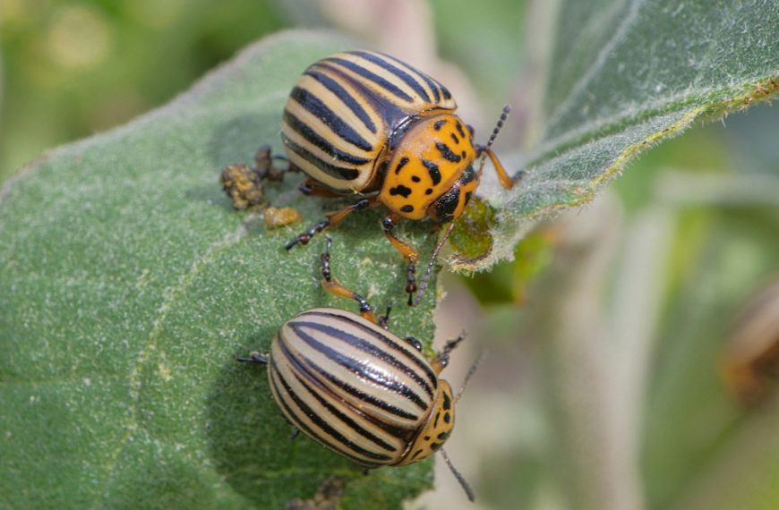 a couple of bugs sitting on top of a green leaf
