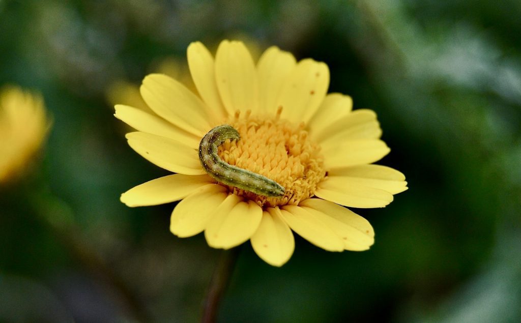 A caterpillar crawls across a sunny yellow flower.