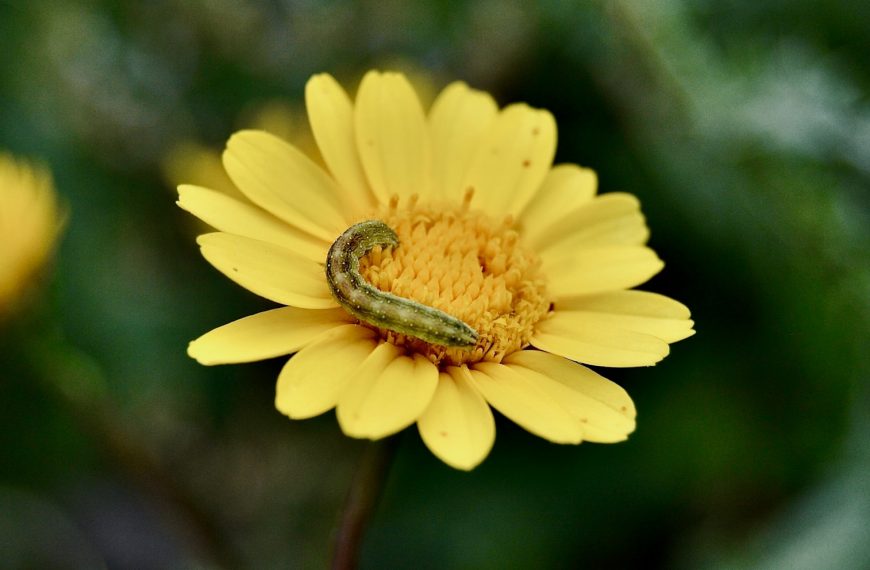 A caterpillar crawls across a sunny yellow flower.