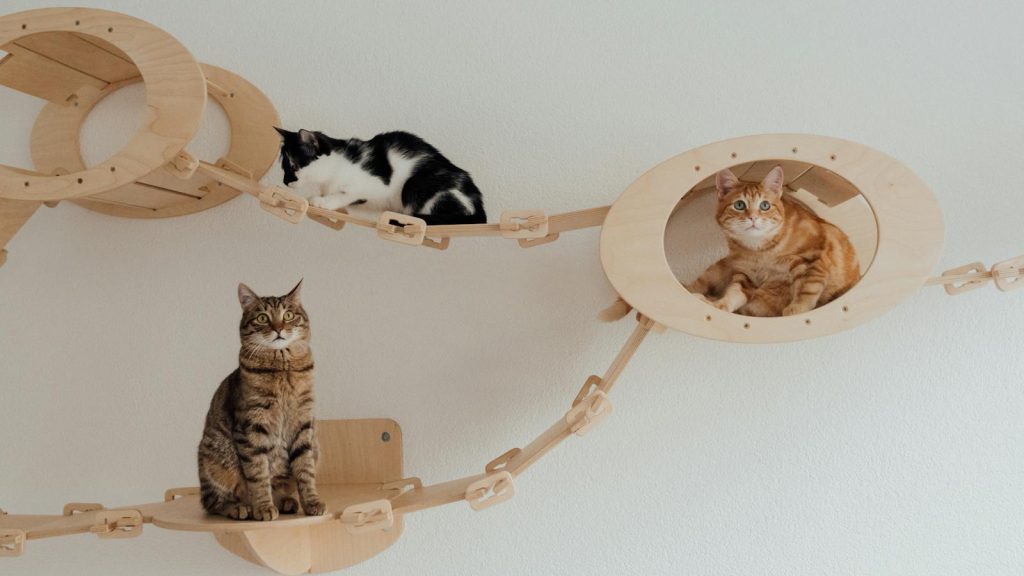 Three cats lounging on a custom wooden bridge indoors, showcasing feline relaxation and pet care.