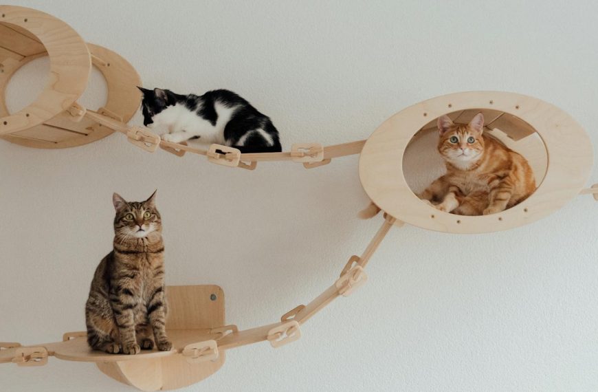 Three cats lounging on a custom wooden bridge indoors, showcasing feline relaxation and pet care.