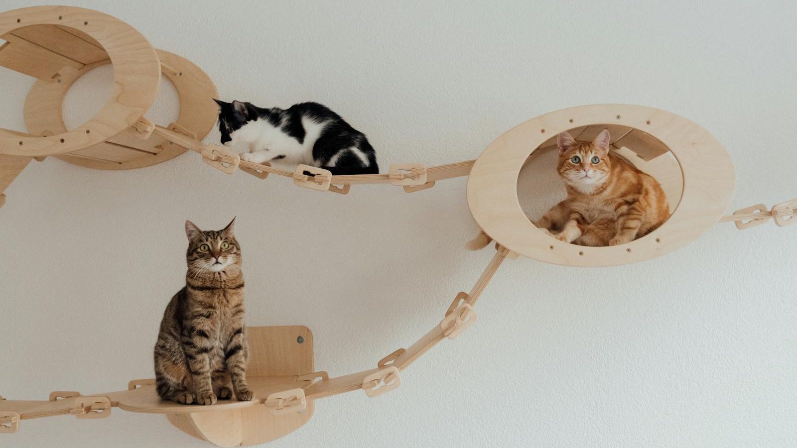 Three cats lounging on a custom wooden bridge indoors, showcasing feline relaxation and pet care.