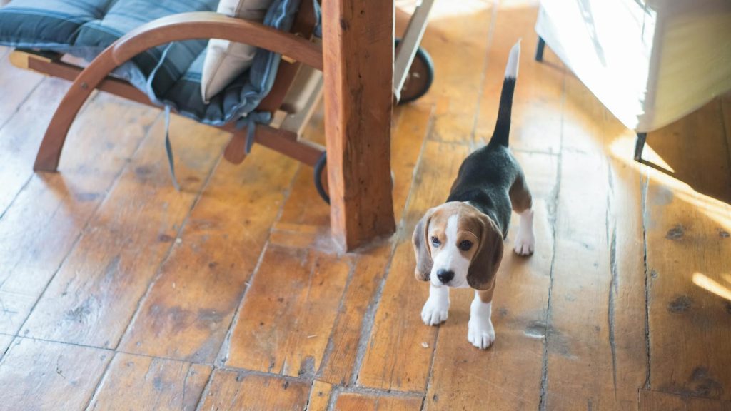 Cute beagle puppy standing on a wooden floor indoors, casting a playful pose in natural light.