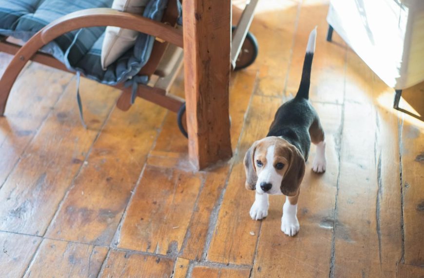 Cute beagle puppy standing on a wooden floor indoors, casting a playful pose in natural light.