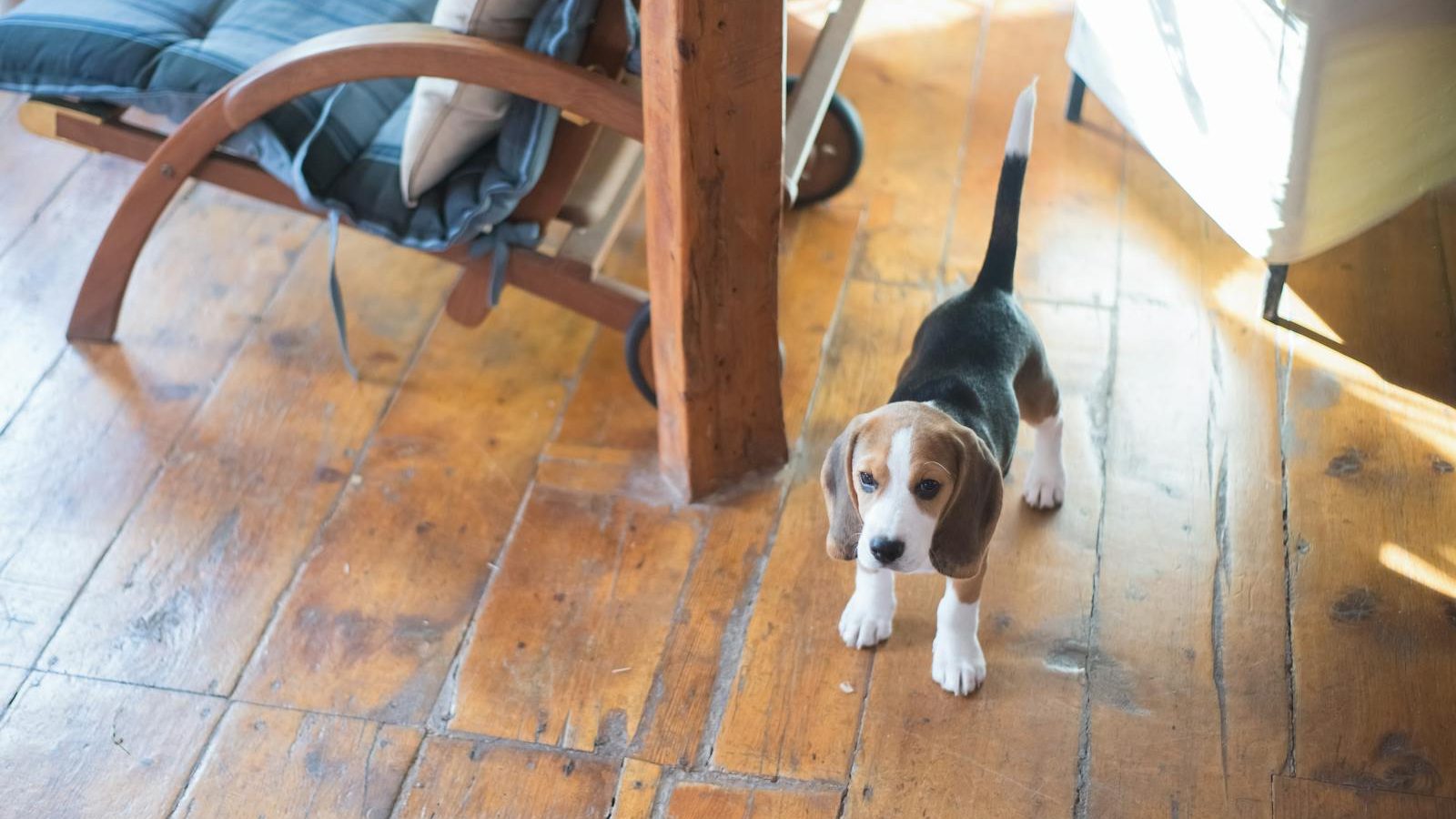 Cute beagle puppy standing on a wooden floor indoors, casting a playful pose in natural light.