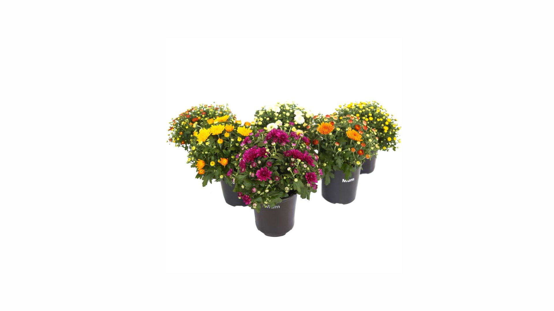 Assorted Fall Flowers