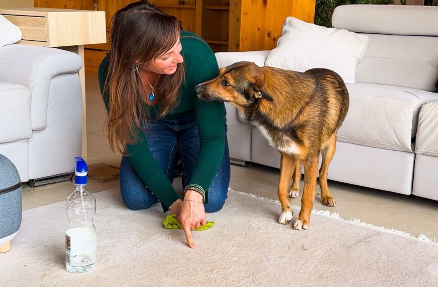 Dog pet stain carpet