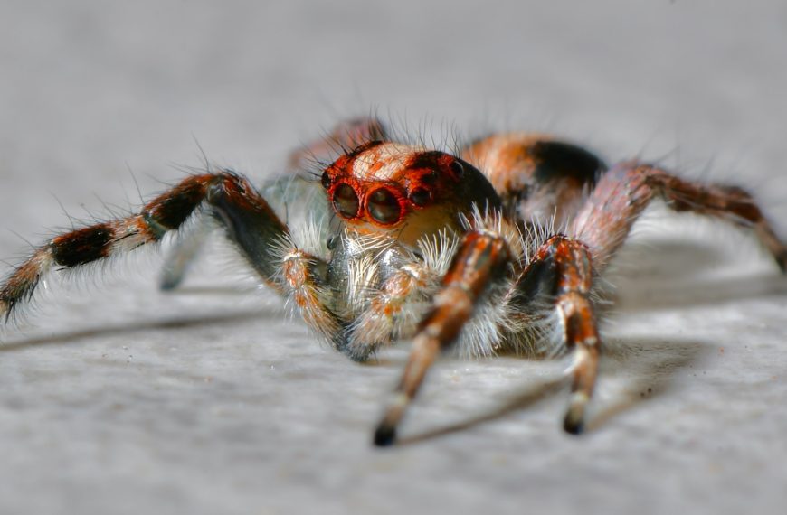 brown and black jumping spider on grey concrete floor