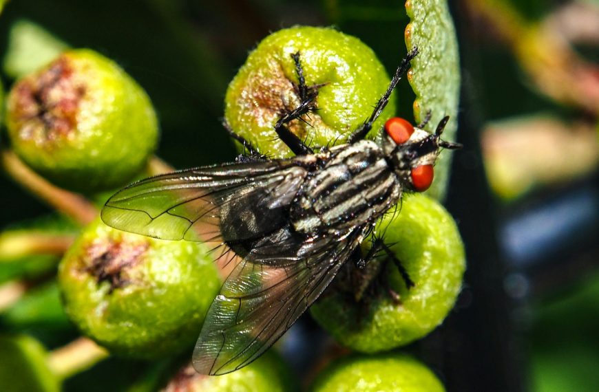 a fly sitting on top of a green fruit tree