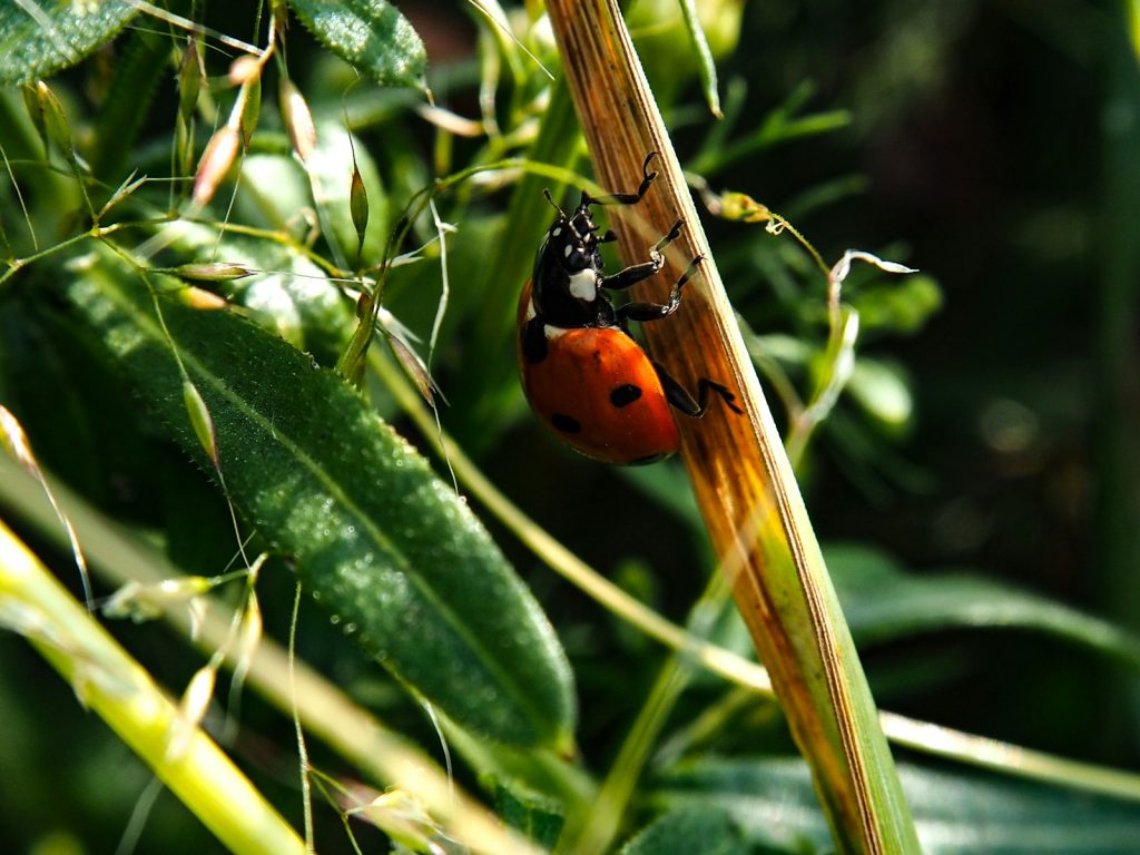 a lady bug crawling on a green leaf