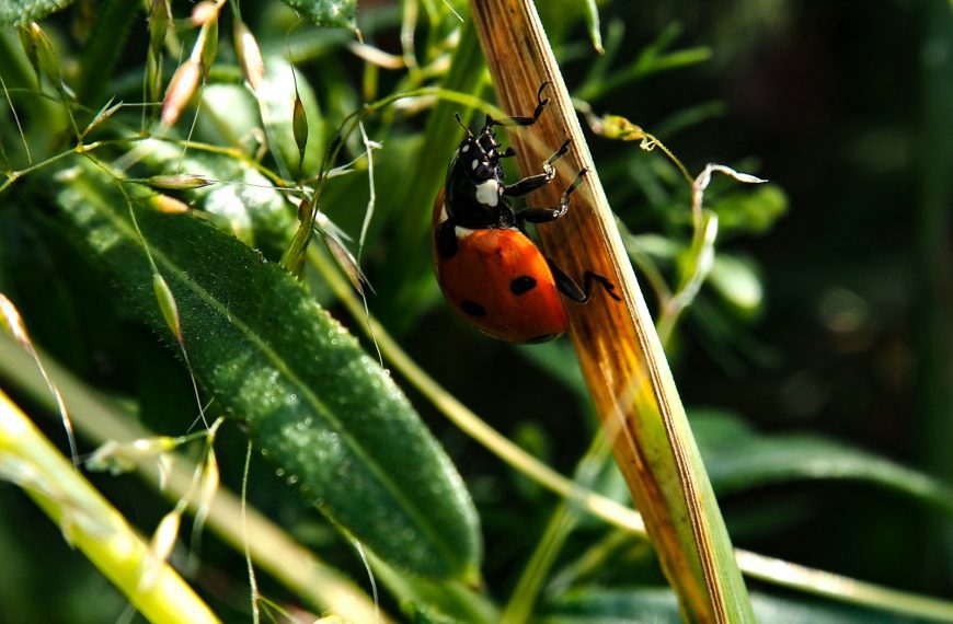 a lady bug crawling on a green leaf