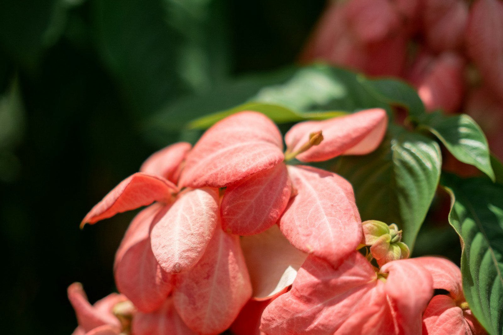 Close-up of delicate pink flowers with green leaves.