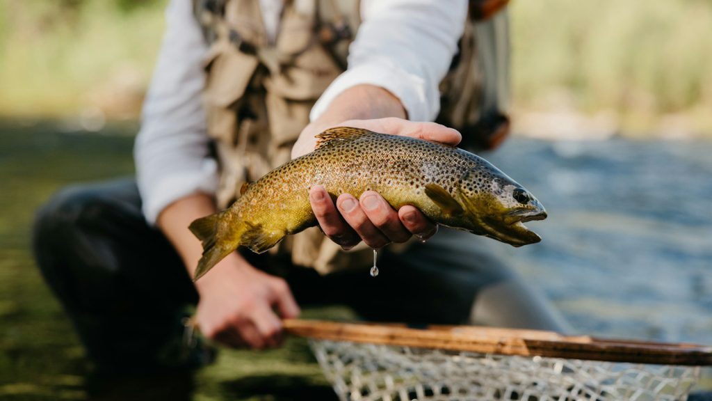 a man holding a brown fish in a net