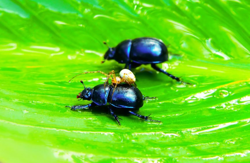 two beetles on green leaf