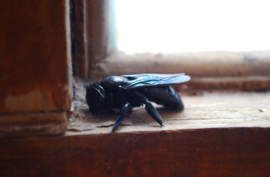 black and brown bee on brown wooden surface