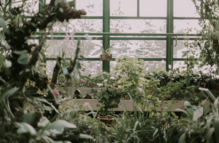 white petaled flowers