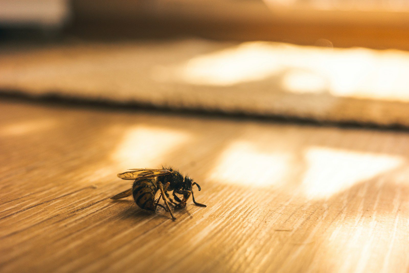 a close up of a bee on a wooden floor