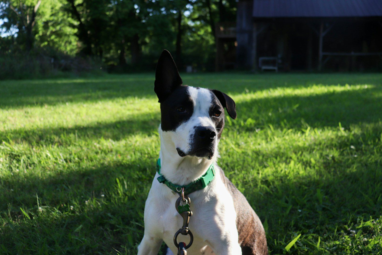 A dog sits in the grass.