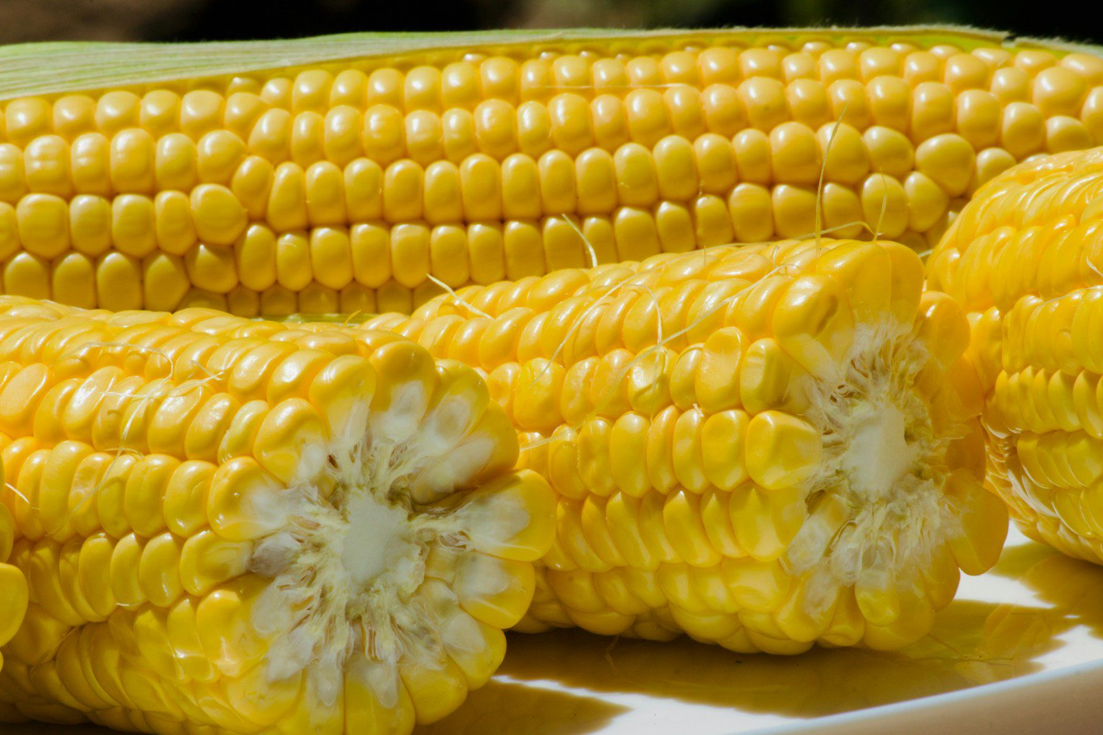 Corn on the cob is sitting on a plate