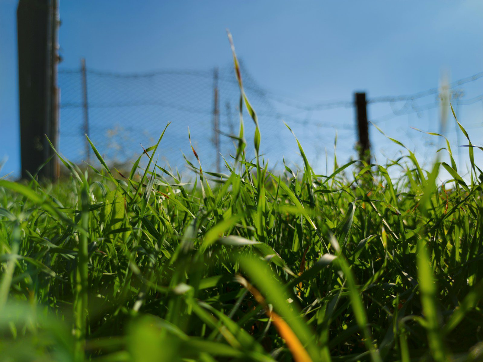 a field of green plants