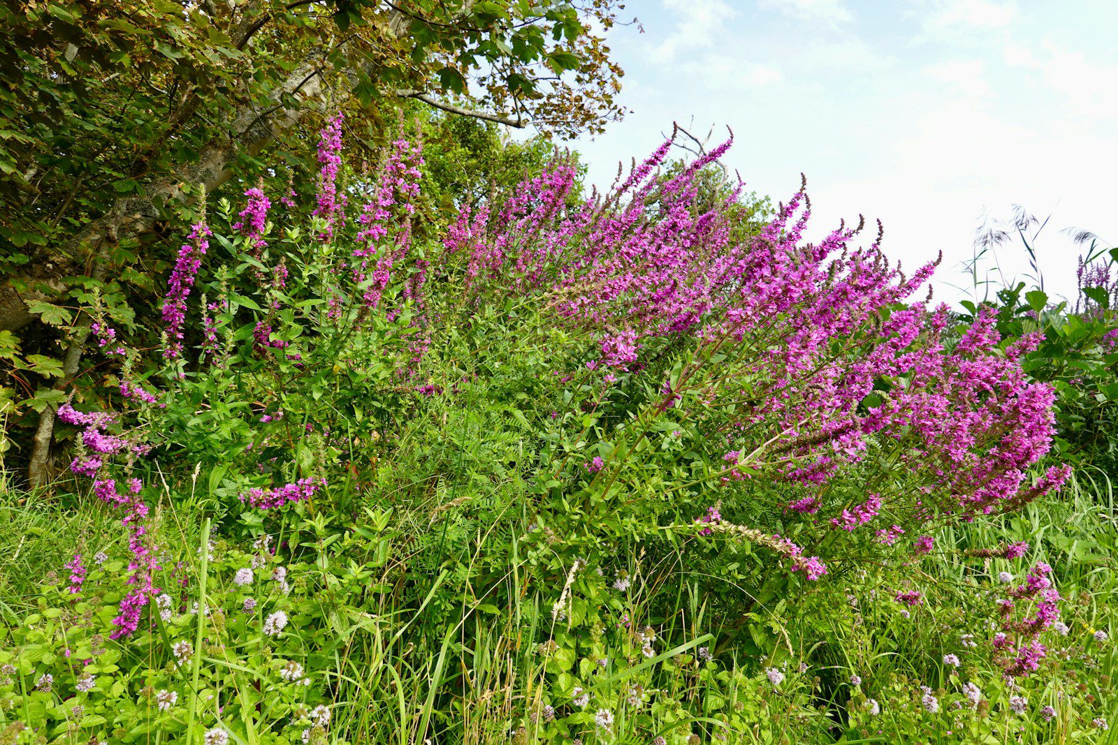 a field with purple flowers and green grass