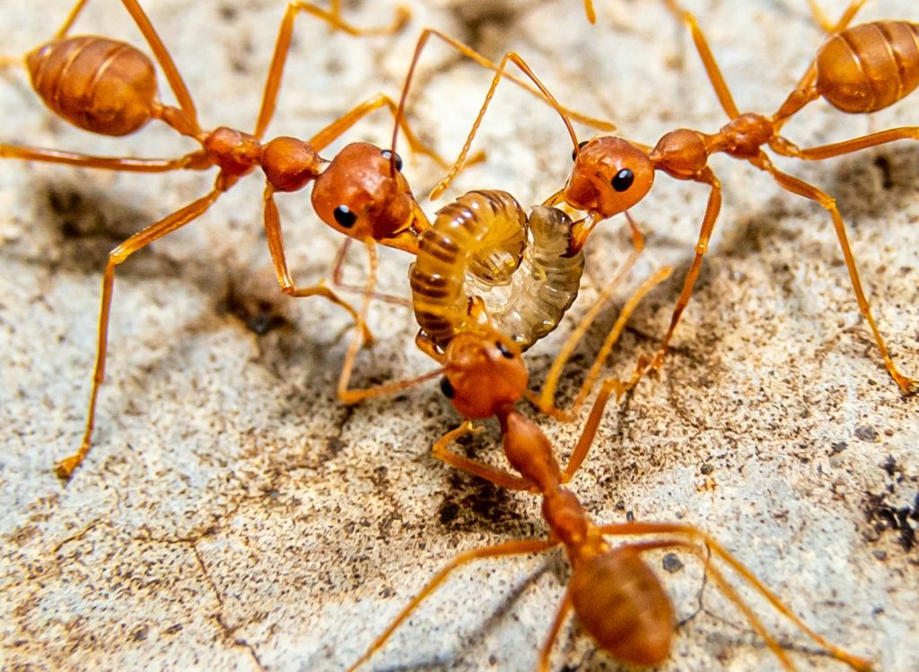 a group of brown ants standing on top of a rock