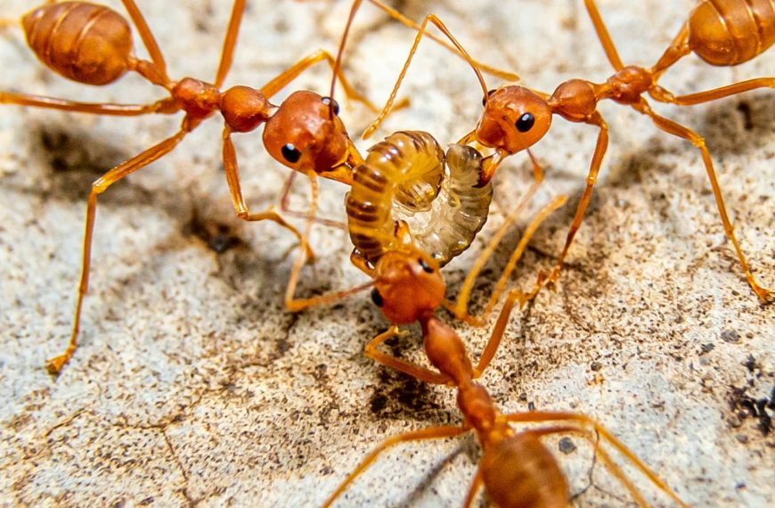 a group of brown ants standing on top of a rock