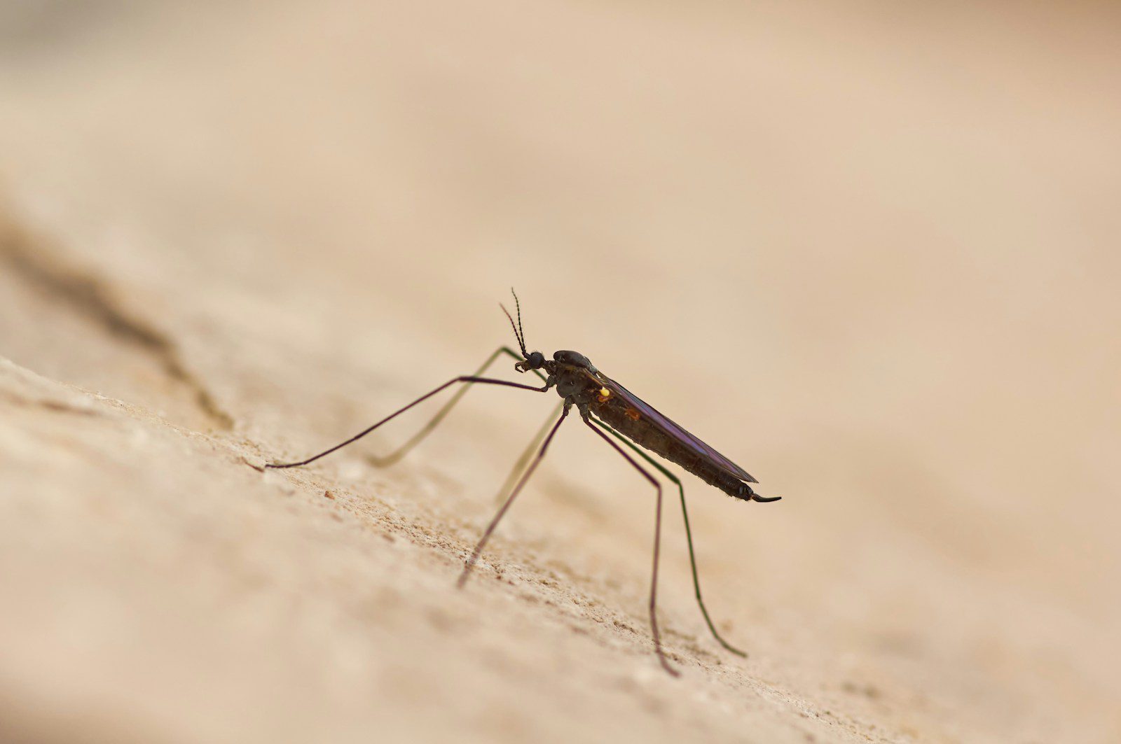 A close up of a mosquito on a wall