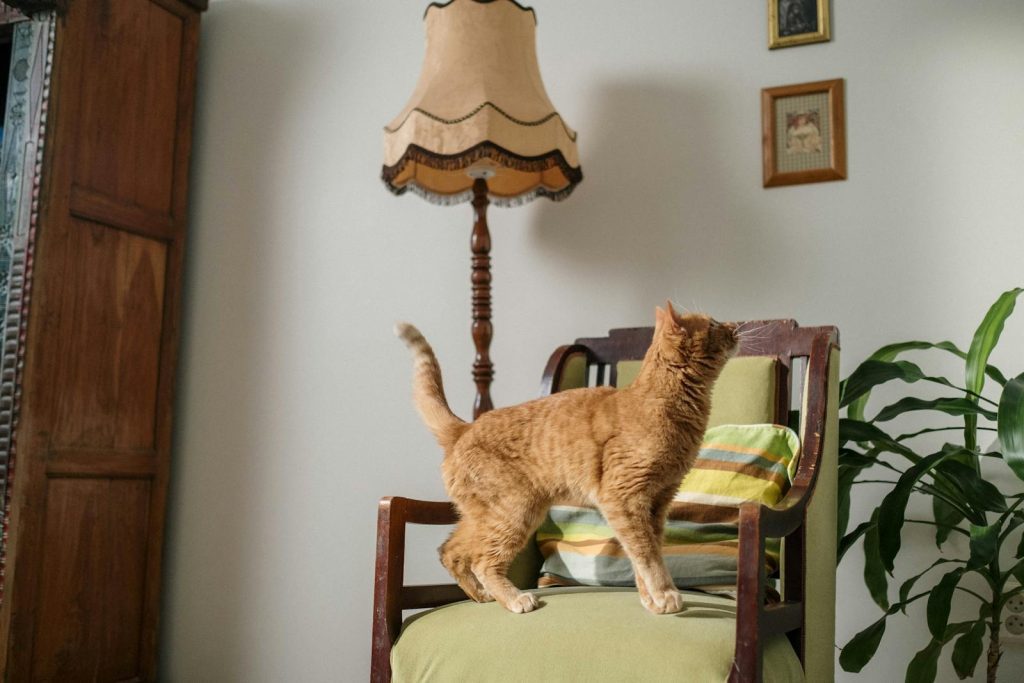Ginger cat exploring an armchair in a cozy vintage-styled interior with house plants.