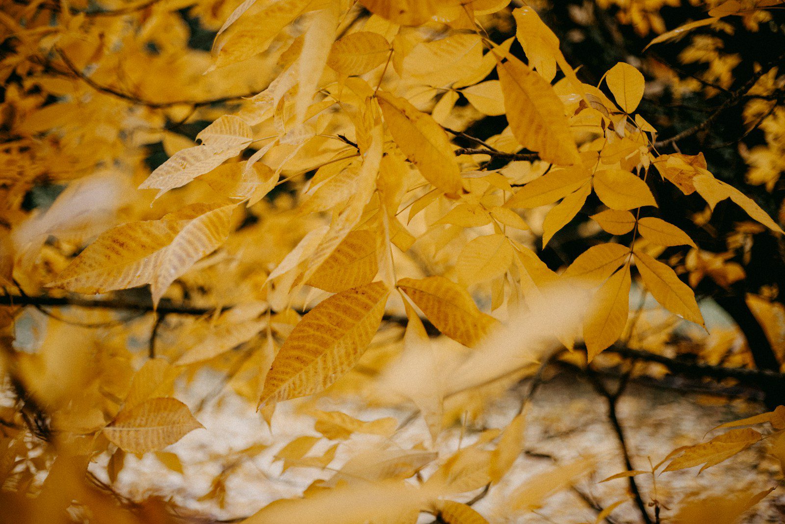 A tree with lots of yellow leaves on it