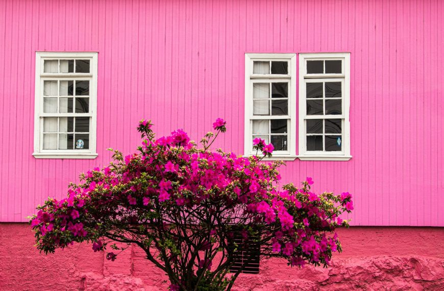 blooming pink bougainvillea flowers near pink wooden house