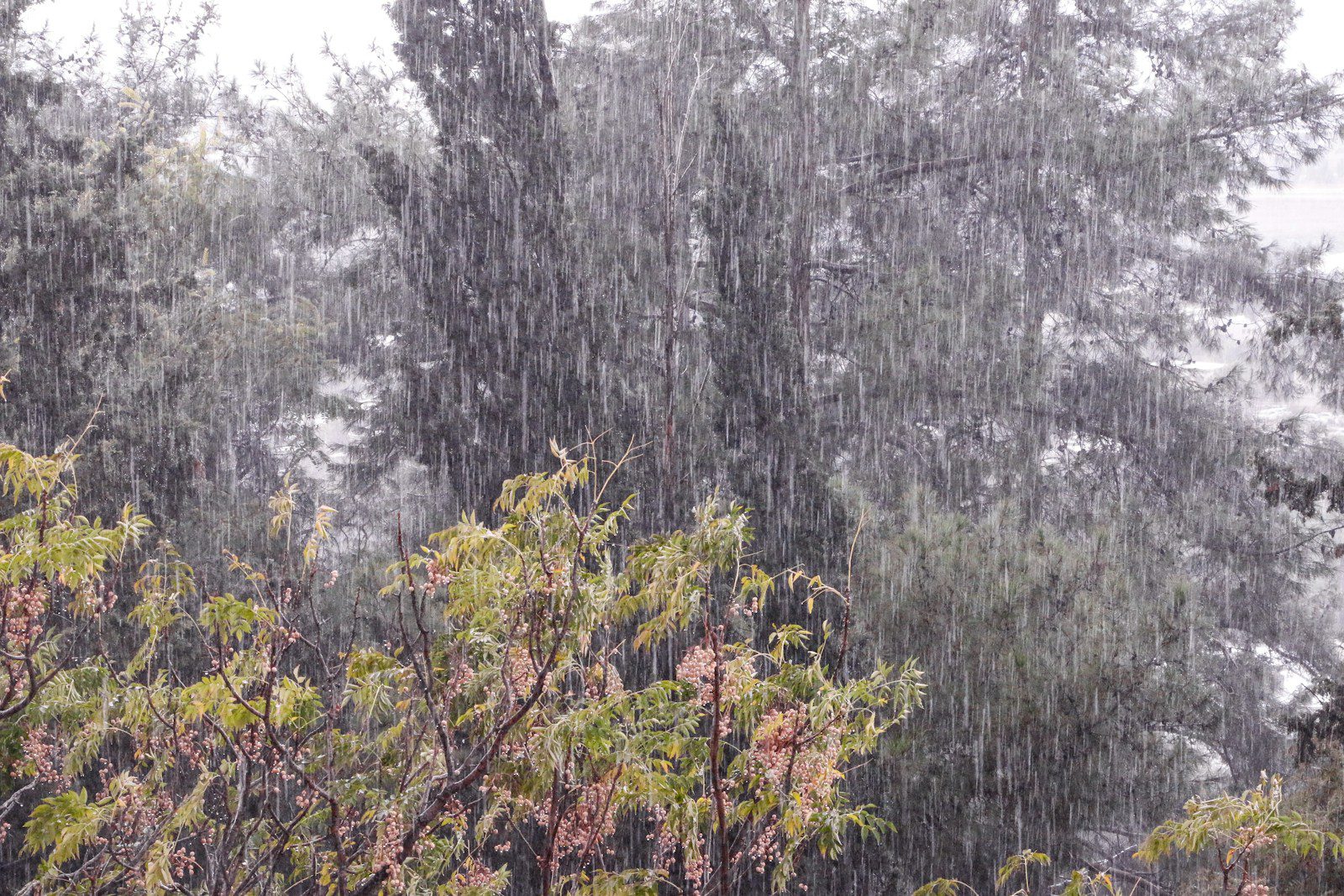 A group of trees that are in the rain