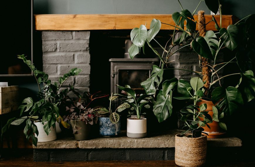 green plants on brown clay pot