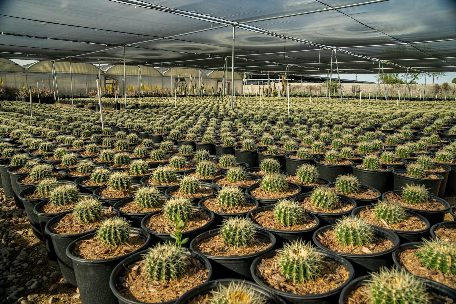 Vast array of cacti growing in pots under a spacious greenhouse canopy.