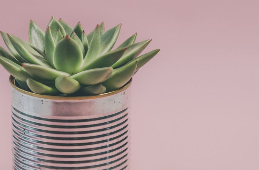 Close-up of a succulent plant in a tin can against a pink background.