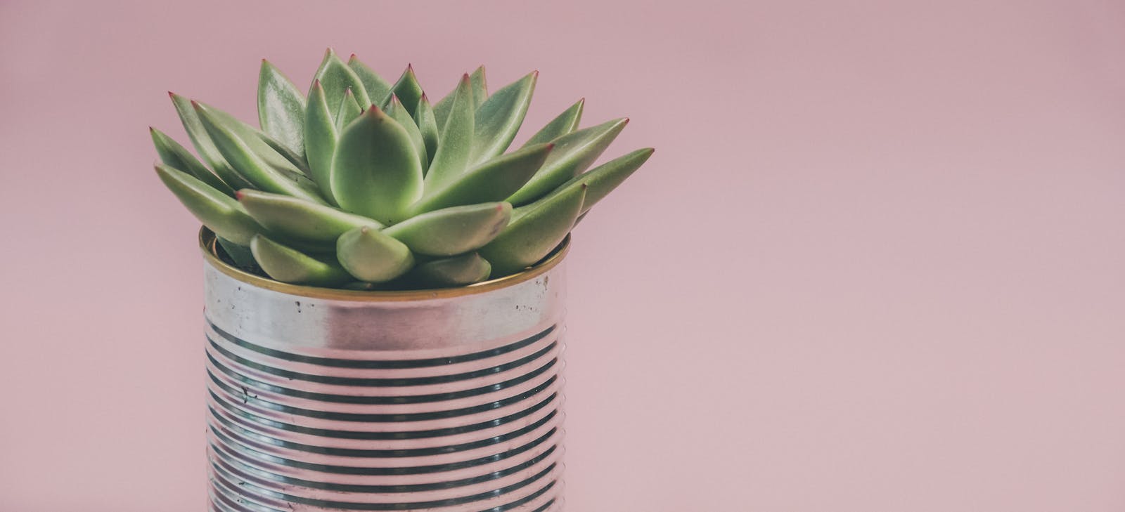 Close-up of a succulent plant in a tin can against a pink background.