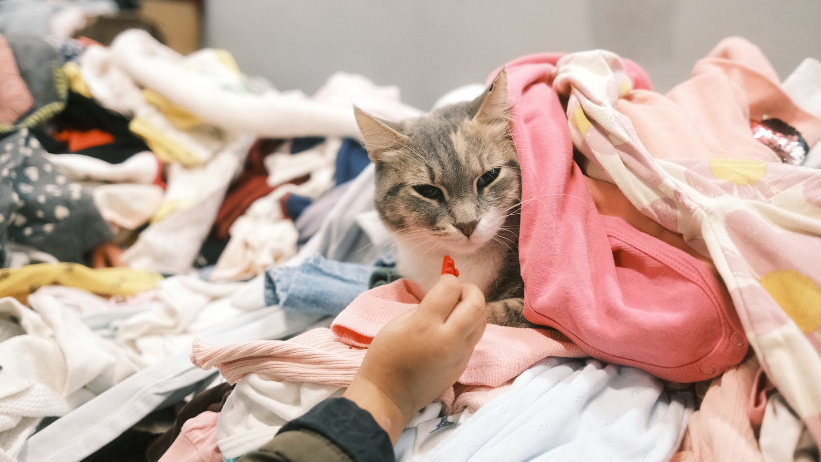 A cozy cat nestled in clothes as a hand offers a treat, indoors.
