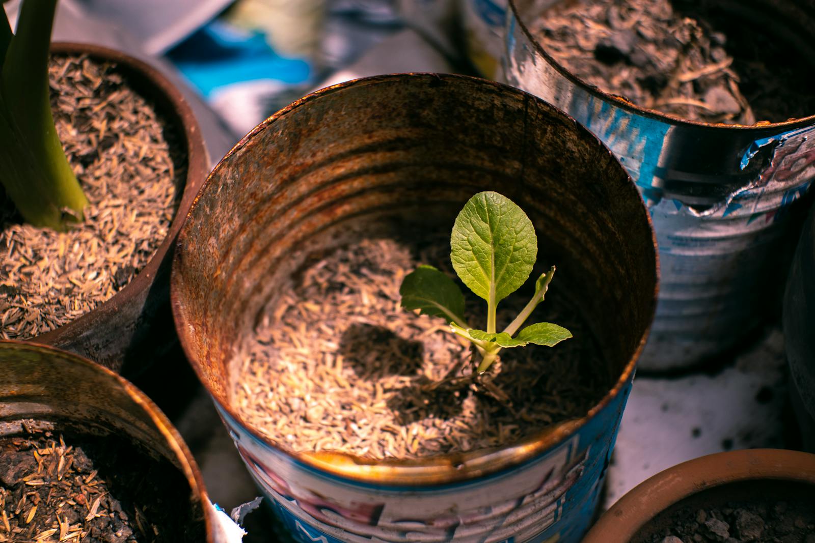 A young plant sprouts in a weathered metal can, symbolizing growth and sustainability.
