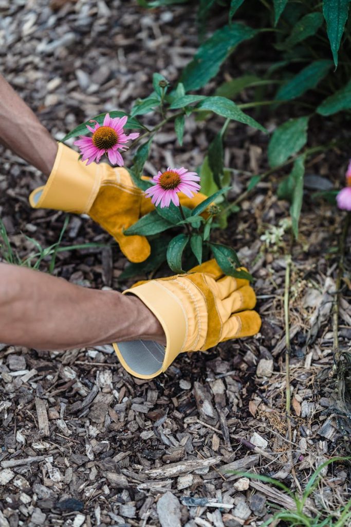 Close-up of gardener's hands in yellow gloves planting echinacea flowers outdoors.