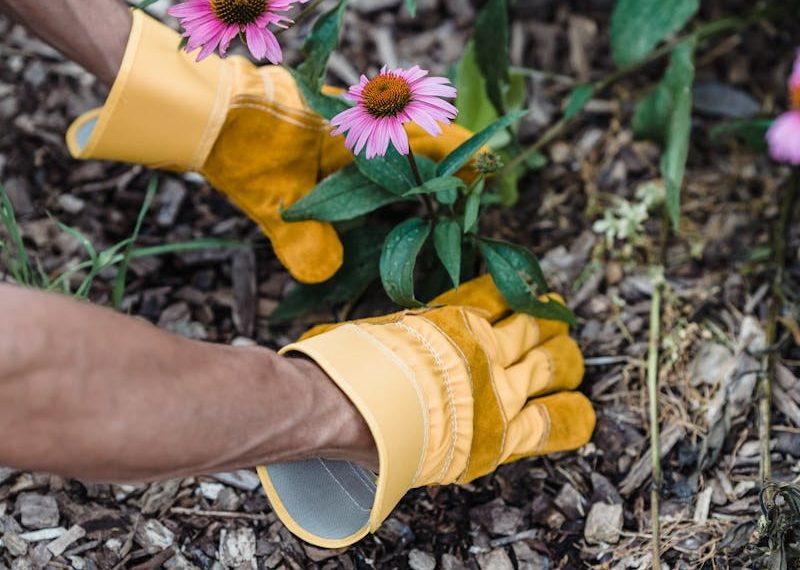 Close-up of gardener's hands in yellow gloves planting echinacea flowers outdoors.