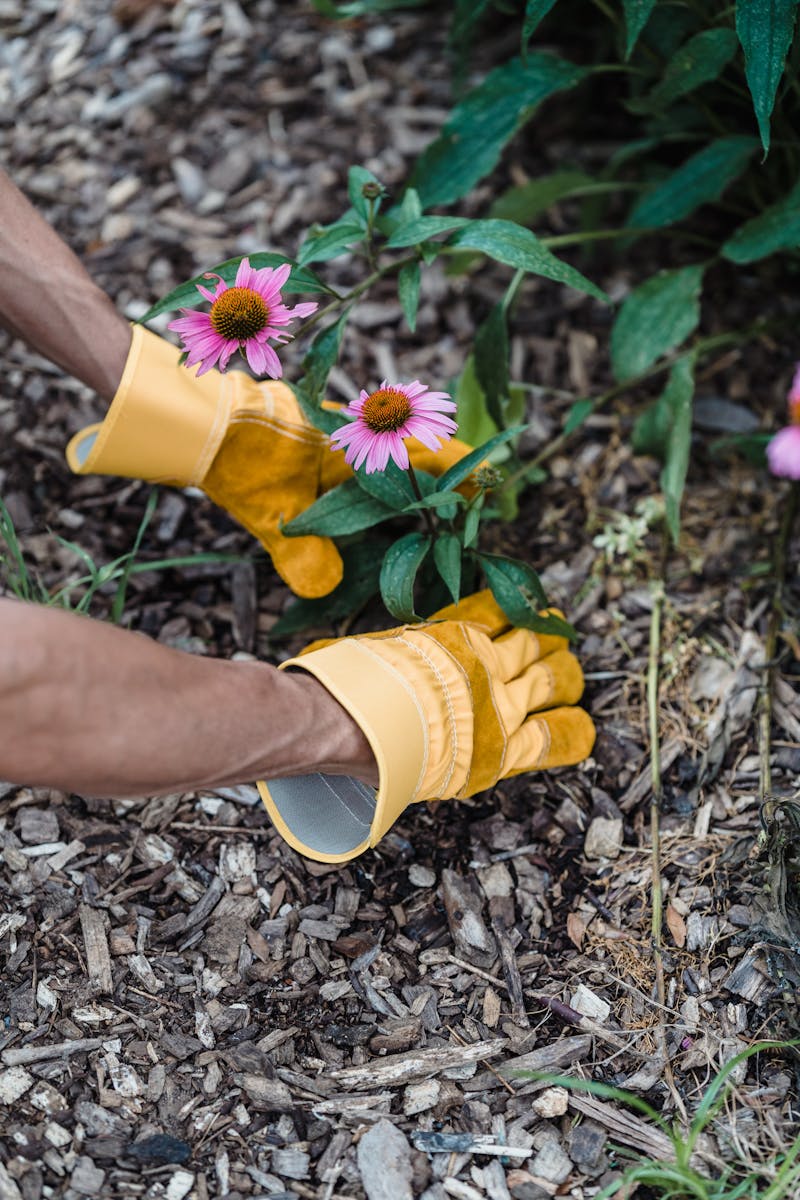 Close-up of gardener's hands in yellow gloves planting echinacea flowers outdoors.