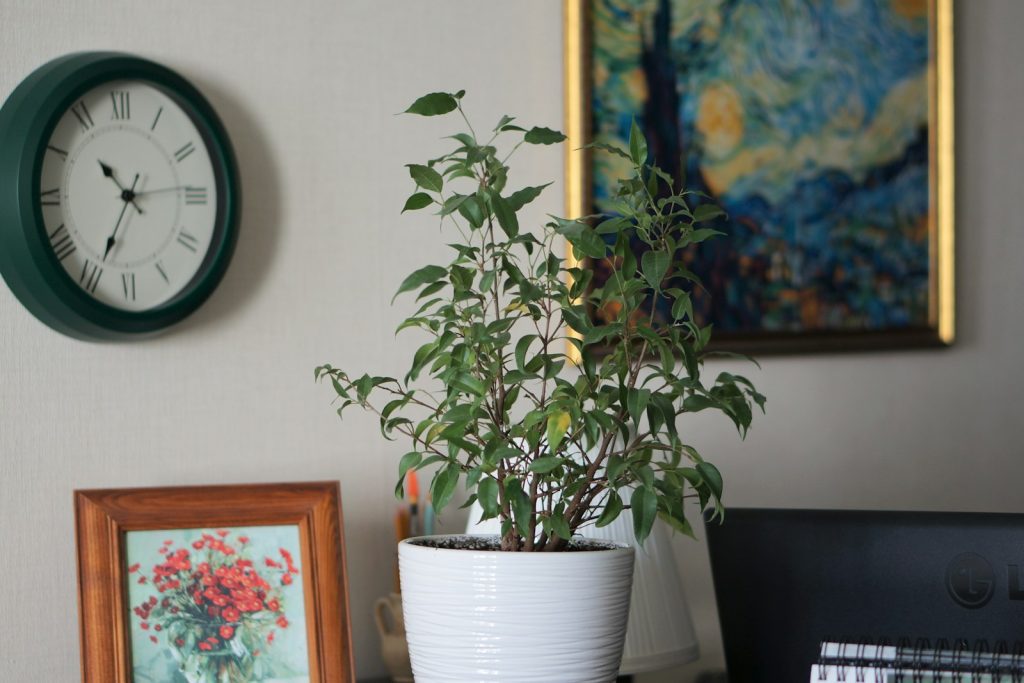 A potted plant sitting on top of a wooden table
