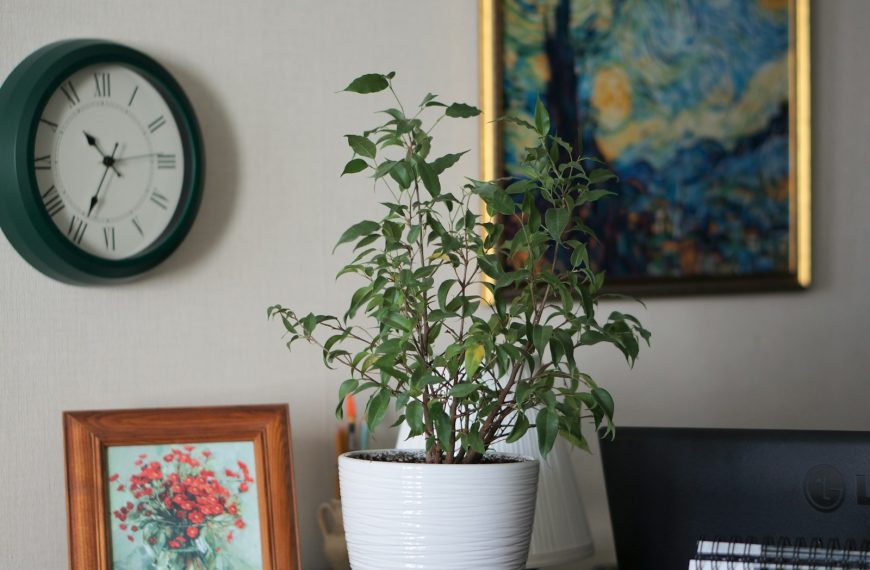 A potted plant sitting on top of a wooden table