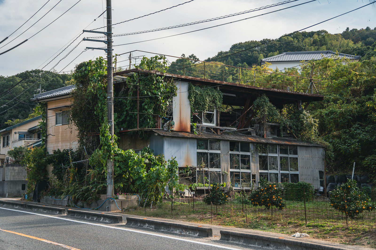 Abandoned building overgrown with lush green plants
