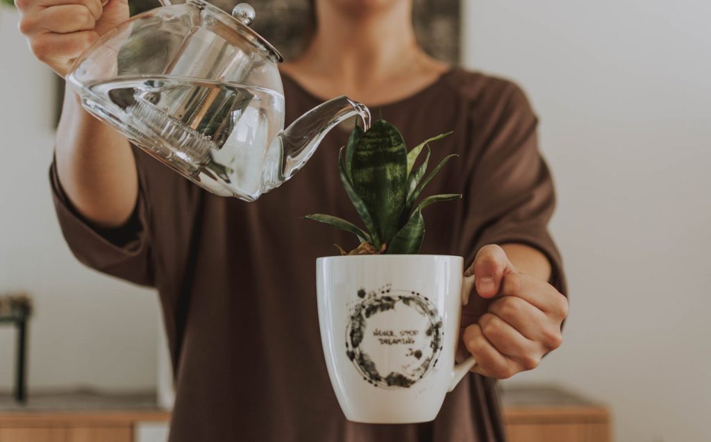 A close-up of a person pouring water from a glass teapot into a mug with a potted plant.