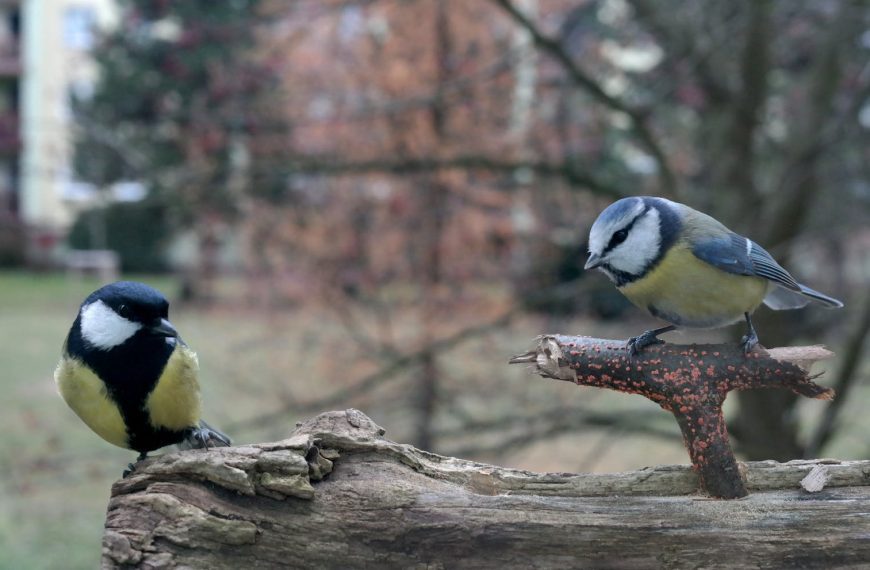 Great tit and blue tit perched on log with blurred autumn background.