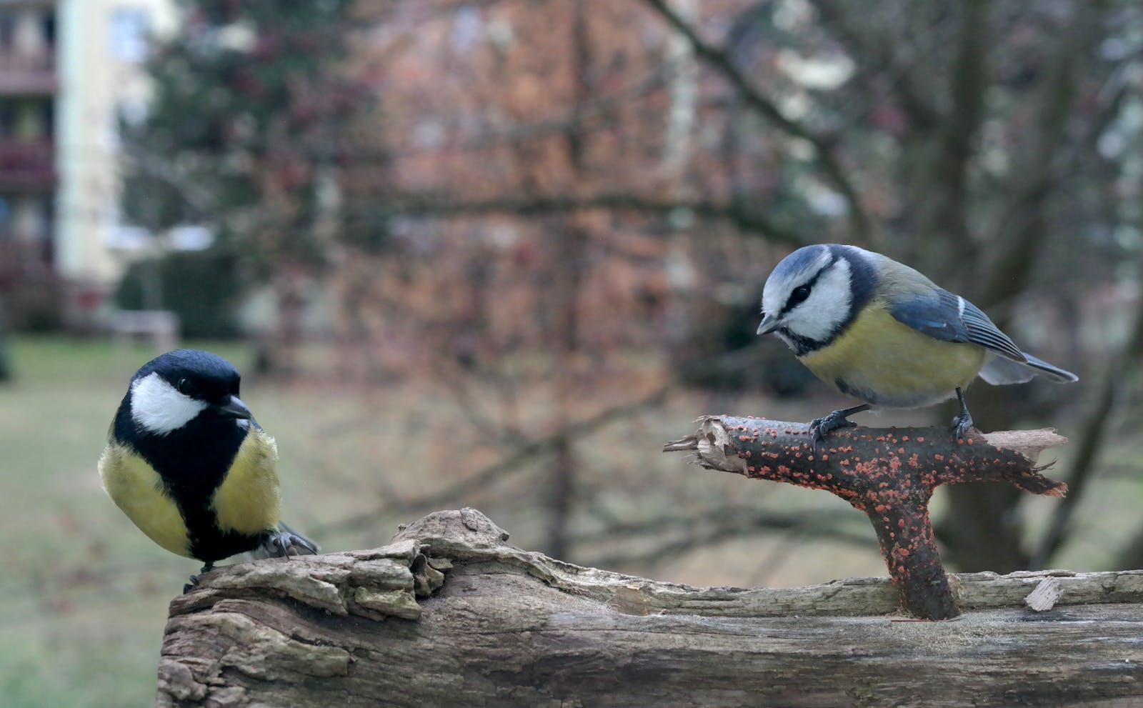 Great tit and blue tit perched on log with blurred autumn background.
