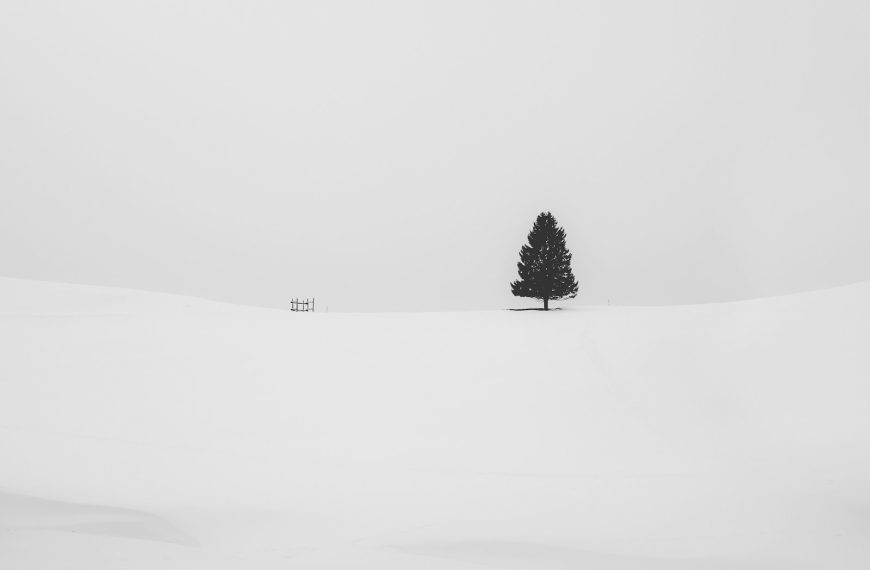 pine tree covered with snow